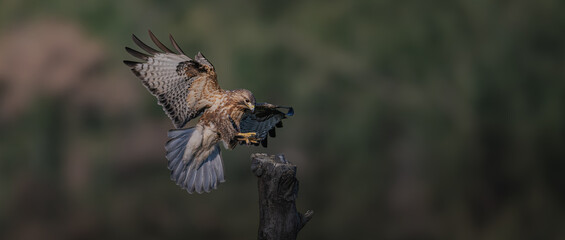 common buzzard in flight