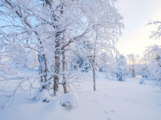 Obraz premium Winter landscape in the forest. Snowdrifts and fluffy snow. Trees covered with snow. Winter wonderland. Scandinavian countries. Landscape in winter time. Background, wallpaper, postcard.