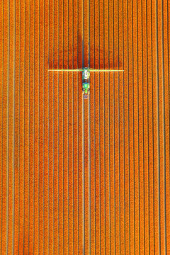 Aerial vertical view of vibrant tulip fields in the Netherlands at sunrise. Agribusiness. A tractor works between symmetrical rows of colorful flowers. Stunning geometric pattern of blooming tulips.
