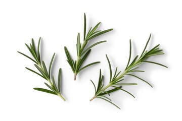 Three sprigs of fresh green rosemary on white background