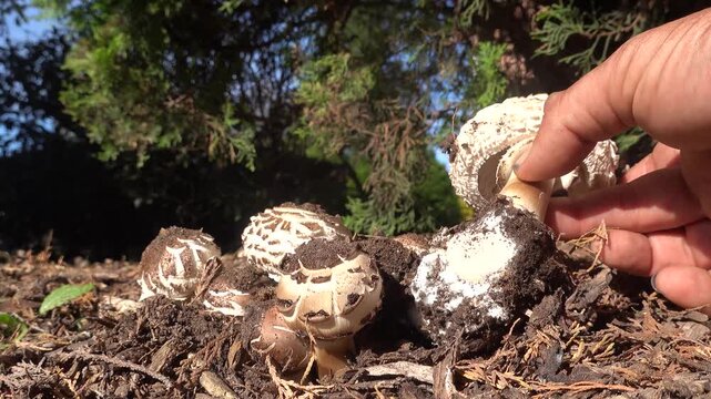 Gardener harvesting parasol mushrooms in garden
