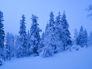 Fototapeta premium Winter forest at twilight with deep snow drifts and frozen spruce trees. Cold frosty night landscape.