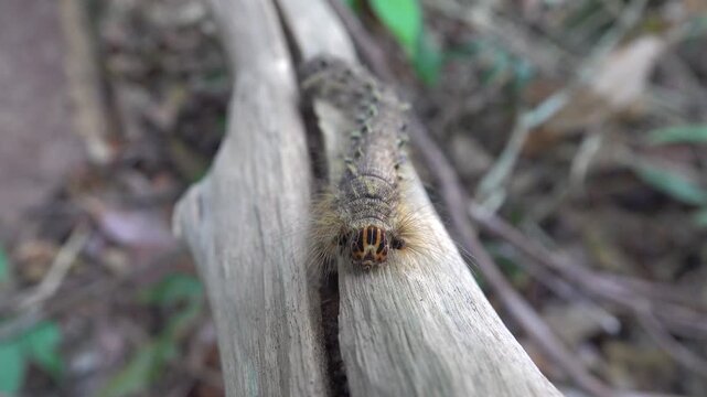 This is like tussock moths Lymantria 8 centimetre giant caterpillar, Erebidae plant pests in the tropical forest of the Malay Peninsula. Dry season
