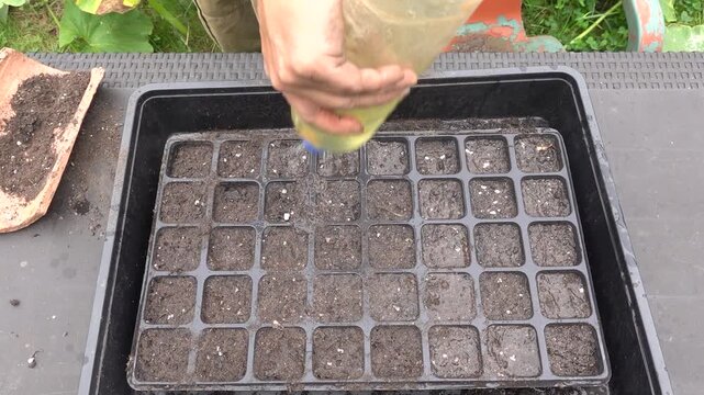 man watering a freshly planted seedling, using a homemade watering can made from a bottle. home cultivation