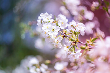 Obraz premium Bright spring flowering of fruit trees.