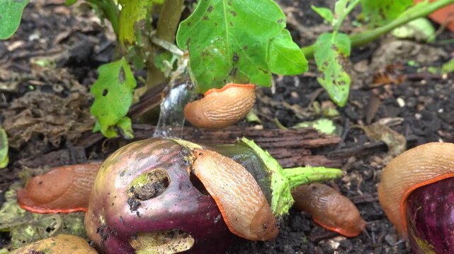 Slugs eating rotten eggplant in garden