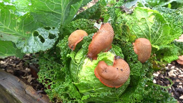 Slugs eating cabbage in a vegetable garden