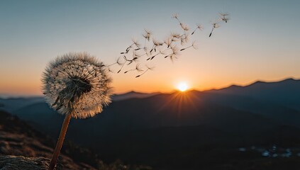 Fototapeta premium Dandelion seed head releasing seeds against a sunset sky background