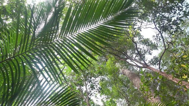 Dendrology. Dipterocarp tropical forests of Malay Peninsula dry hills, Indochina. Sap-trunked (standard) unbranched trees, powerful deciduous crowns, like Chengal tree Neobalanocarpus, Metroxylon sagu