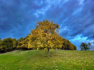 Obraz premium Beautiful tree in amazing autumn colors on a green meadow under dark blue clouds