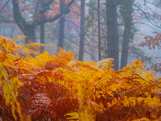 Naklejka premium Glowing golden brown colored eagle fern leaves in autumn forest on a foggy day