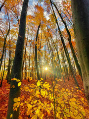 Naklejka premium Sun shining through colorful forest trees in vibrant shades of autumn season