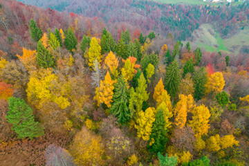 Naklejka premium AERIAL: Breath-taking colored forest trees at hilly countryside in autumn season