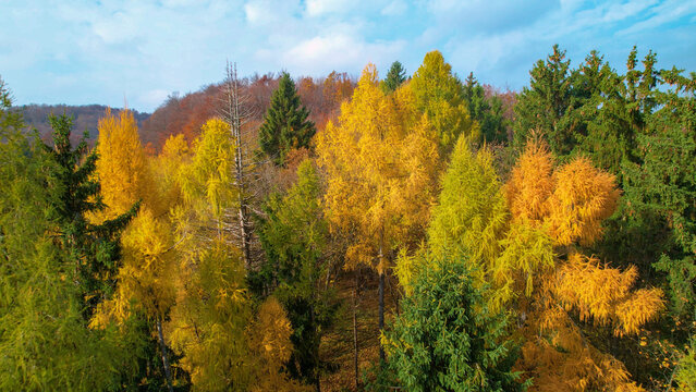 AERIAL: Larch trees glowing in golden yellow color in embrace of autumn woodland