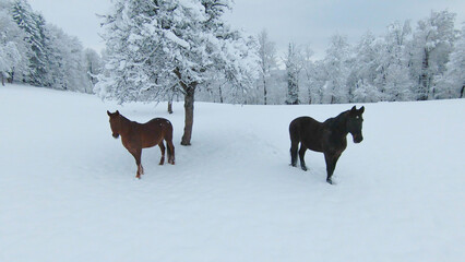 Fototapeta premium AERIAL: Two brown horses standing next to snowy apple tree on a white pasture