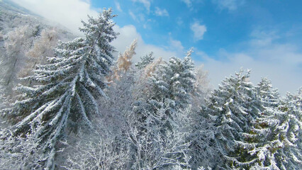 Naklejka premium AERIAL: Snow-covered forest treetops on a late autumn day after early snowfall
