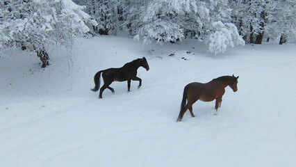 Fototapeta premium AERIAL: Two beautiful brown horses walking on a freshly snow-covered meadow
