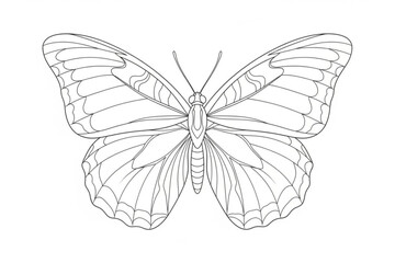 Obraz premium butterfly vector illustration