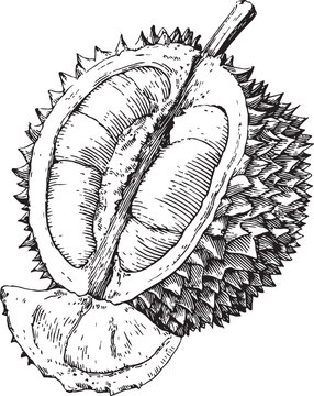 Fresh Exotic Durian Tropical Fruit Captured In Detailed Vintage Black And White Botanical Sketch Style