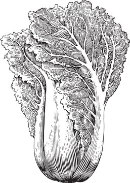 Fresh Napa Cabbage Captured In Detailed Vintage Black And White Botanical Sketch Style