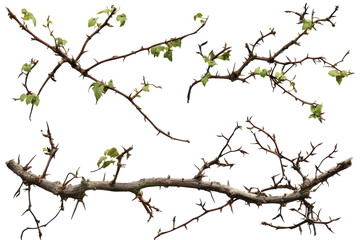 Fototapeta premium Collection of thorny vines and branches displaying new leaves against a white background in a natural setting