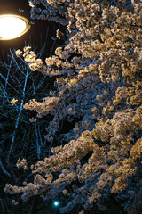 Obraz premium Beautiful blooming flowers in nature featuring seasonal beauty and vibrant colors.