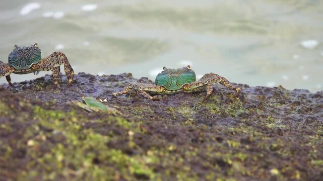 mottled crab Grapsus albolineatus are a diurnal species on the in rocky depths and in coral reefs of the Andaman Sea, Penang Island, Malaysia.