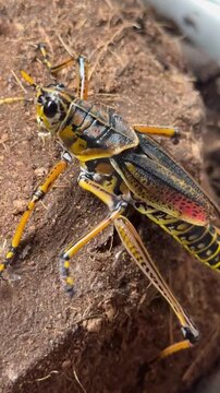 NEW YORK CITY, USA - August 2024: Close-up view of a live locust insect