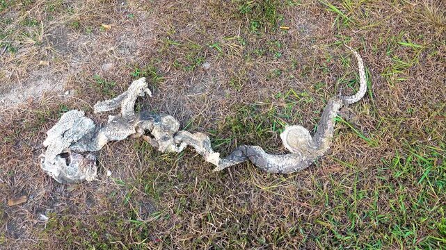 A dead reticulated python. People are afraid of large snakes and kill them. Malaysia. Malacca.