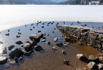 Obraz premium Enten am Ufer des Titisees im Winter