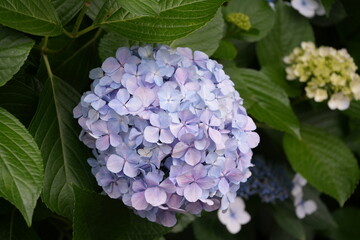 Obraz premium blue hydrangea flowers