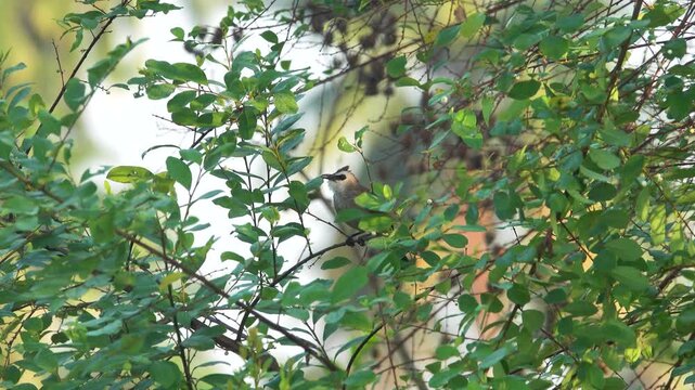 yellow-vented bulbul (Pycnonotus goiavier analis) in tropical forests of Malaysia, Penang feeding on white Maesa berries in February, appetitive behaviour