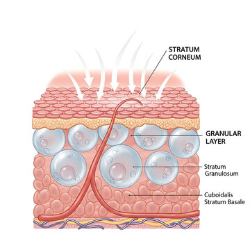 Human skin cross section showing epidermal layers and hair follicle