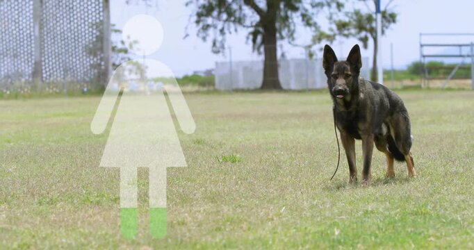 Standing on grass, German Shepherd with female restroom symbol in animation