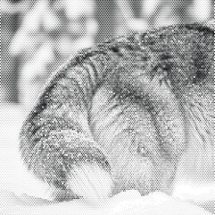 halftone texture cat paw animal fur print pet soft mammal domestic feline detail wildlife background pattern © AfsanaBinteSalam