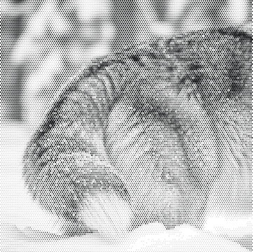 halftone texture cat paw animal fur print pet soft mammal domestic feline detail wildlife background pattern