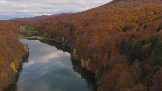 Dynamic Aerial Truck Shot Crossing Forest Lake Between Rusty Autumn Hills of Beech Fagus Sylvatica