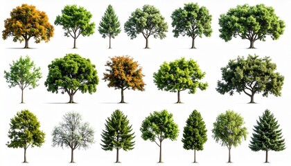 Fototapeta premium Diverse Collection of Trees on White Background for Graphic Design and Environmental Projects.