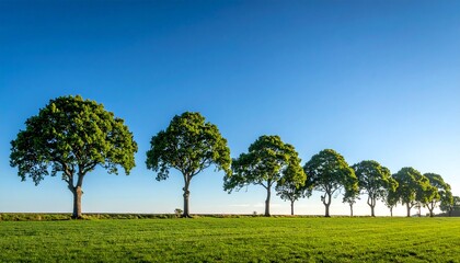 Obraz premium Row of Trees on a Sunny Day Peaceful Green Landscape in Nature Serene Environment Tranquil Outdoor Scene Blue Sky.