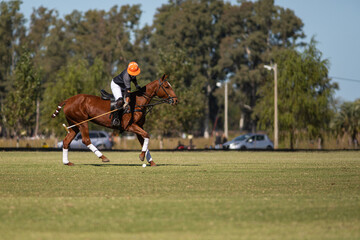 Polo horses, players, gear, equipment, tools, workers, field, sport