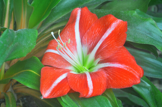 Hippeastrum, Amaryllis 'Minerva' in winter garden. Closeup red Amaryllis blooming flower, petals, stamens . Growing Amaryllis as houseplant concept.