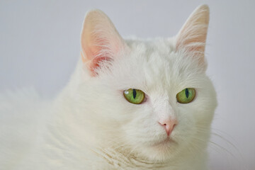 Highresolution Image Capturing Calmness And Beauty Of White Feline