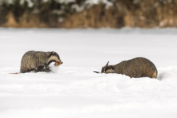 Meles meles European Badger pair forages in deep snow on winter field © michal