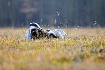 Meles meles European Badger feeds on carcass in grassy meadow during twilight © michal