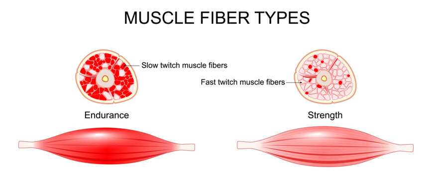 Structure of a muscle. Fast twitch muscle fibers and Slow twitch muscle fibers.