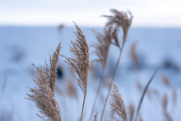 Obraz premium Wind rustling through reeds at dusk in a quiet winter landscape