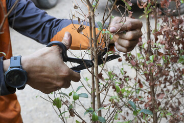 Focused gardener hand pruning plant with secateur, trimming dead branch. Detail of person cutting in garden, close up of outdoor gardening work and maintenance
