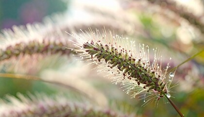 Fototapeta premium Close-up dew-covered grass seed head in soft morning sunlight natural background