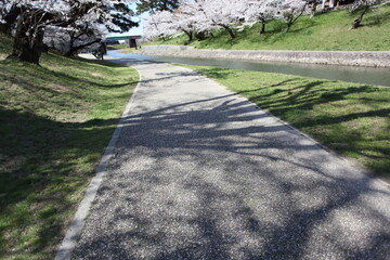 河川敷の道に映る桜の影　