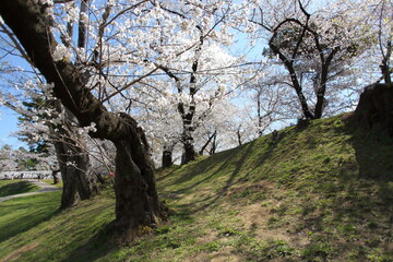 川沿いの桜並木